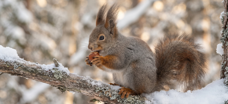 Eichhörnchen mit Winterfell und Ohrpinseln auf einem verschneiten Ast mit Haselnuss